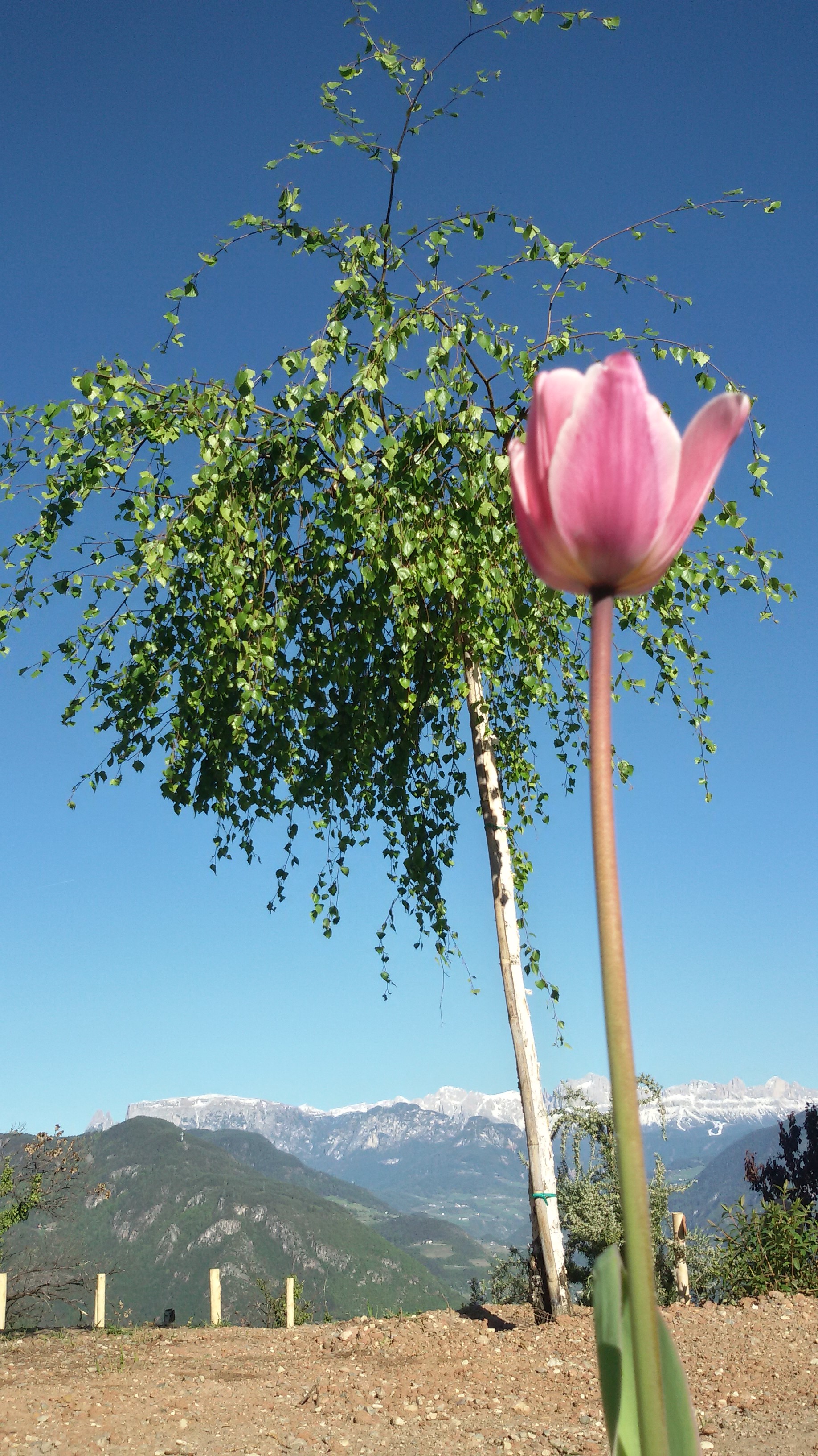 Tulpenblüte