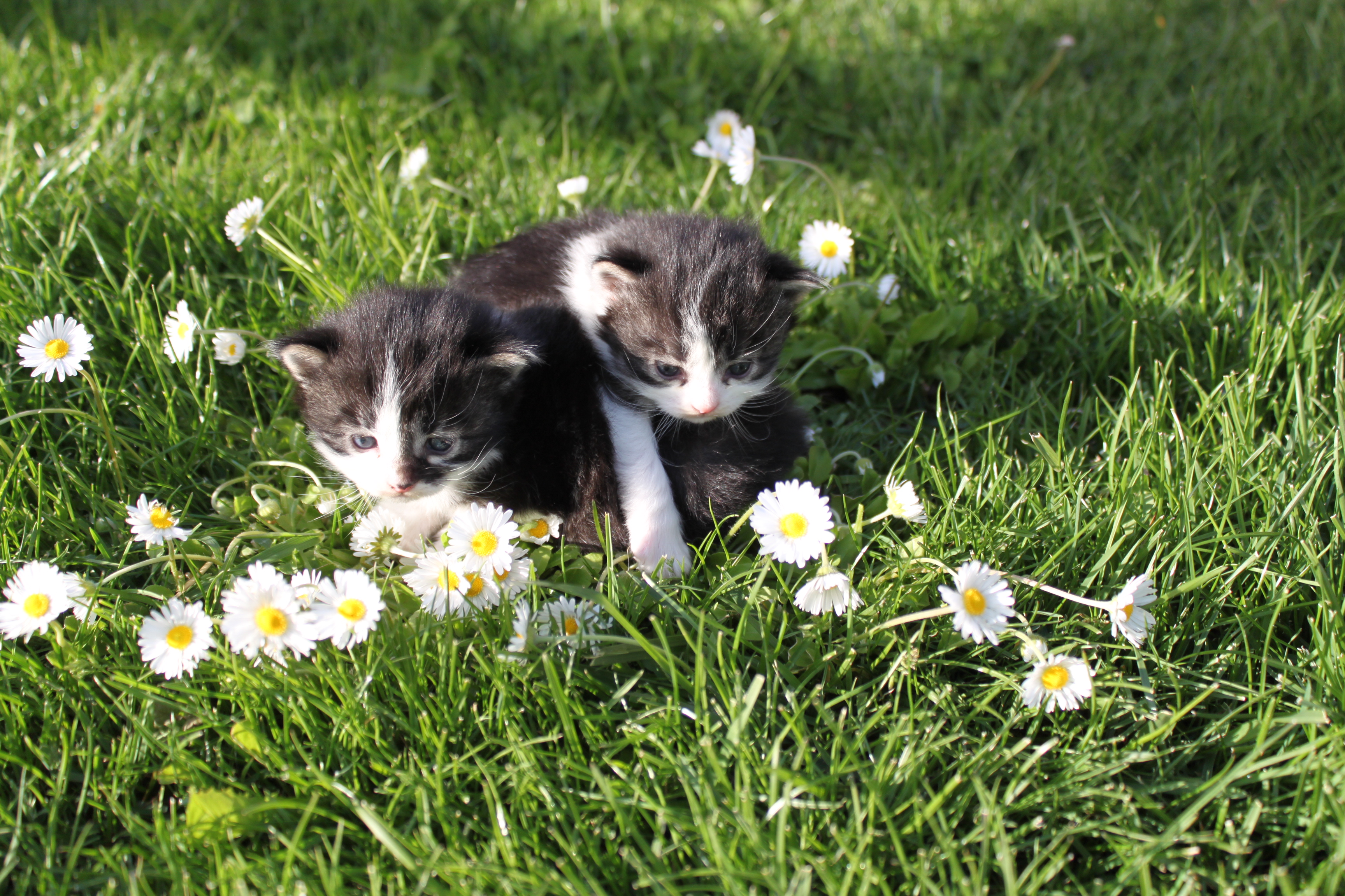 katzen