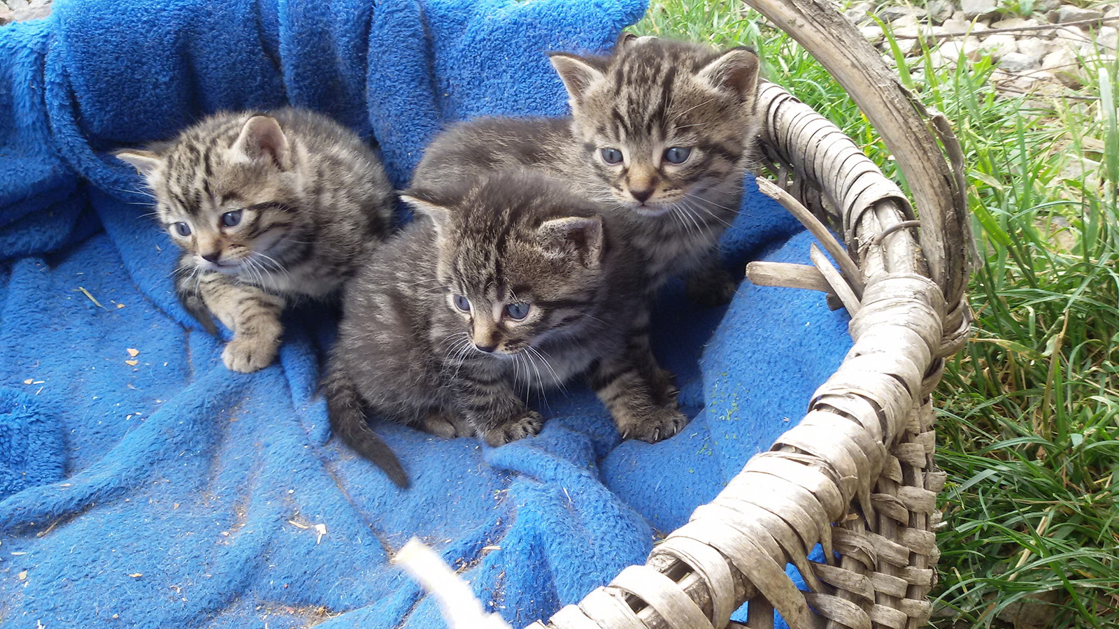 Katzen-1