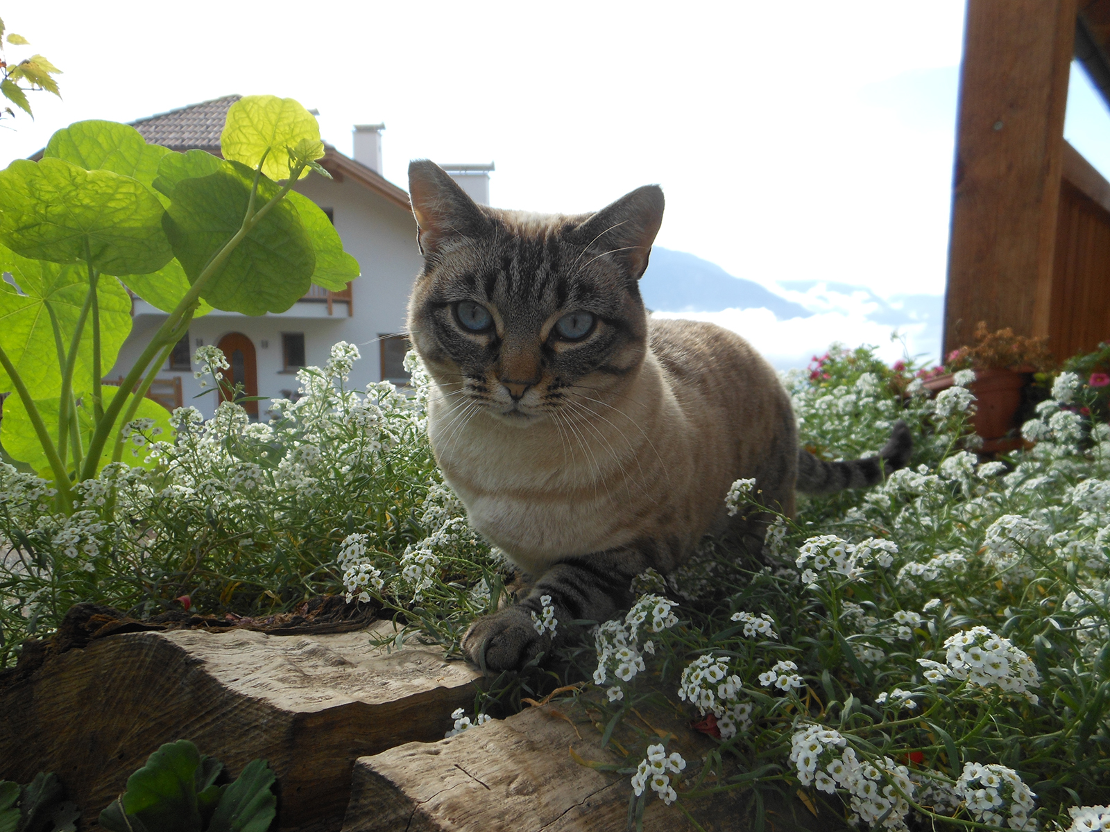 Mia Katze